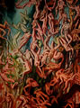 Michael Hensley Paintings, Descent 10